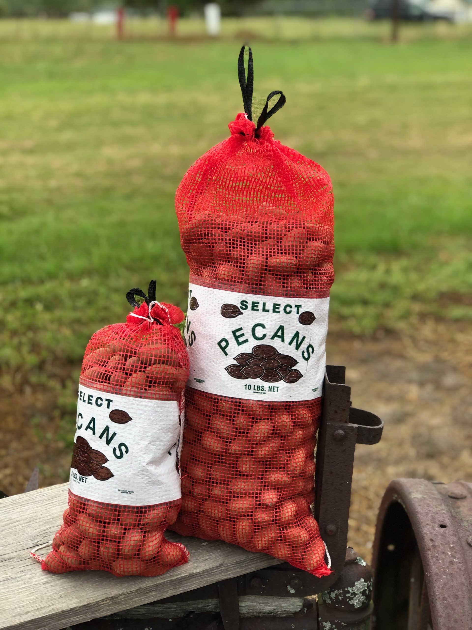 in shell pecans